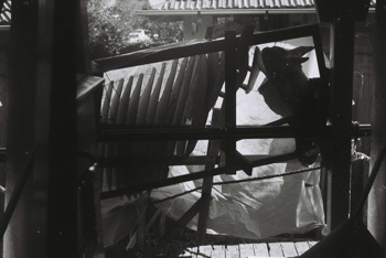 Govett-horse-structure-for-web